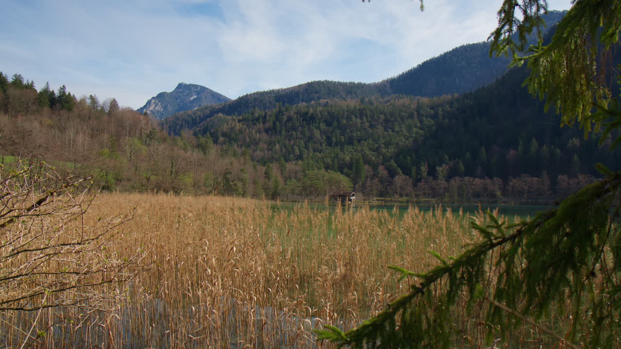 Golden Common Reeds At The Edge Of Lake Berchtesgaden, Germany, A Cabin In The Distance. Wide Shot