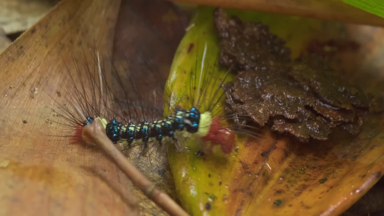 pequeña oruga de colores brillantes se arrastra a través de las hojas de la selva de tambopata