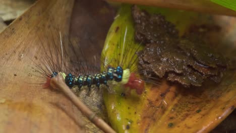 small, brightly colored caterpillar crawls across leaves tambopata jungle