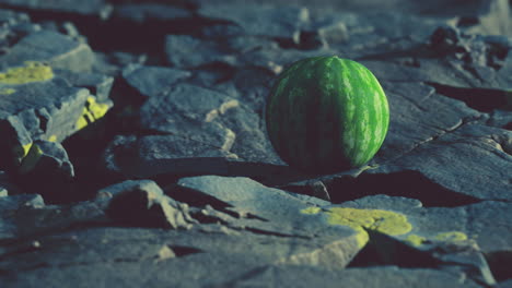 bayas de frutas de sandía en piedras rocosas
