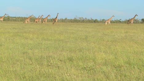 Jirafas-Cruzan-Una-Sabana-Dorada-De-Hierba-En-África