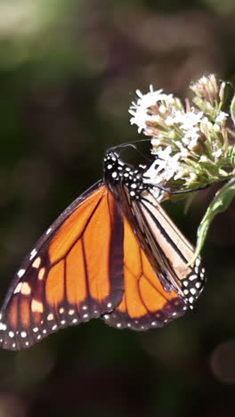 butterfly-sanctuary-in-mexico-in-vertical