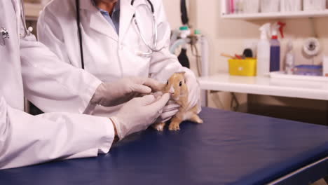 Veterinarios-Examinando-Un-Conejito