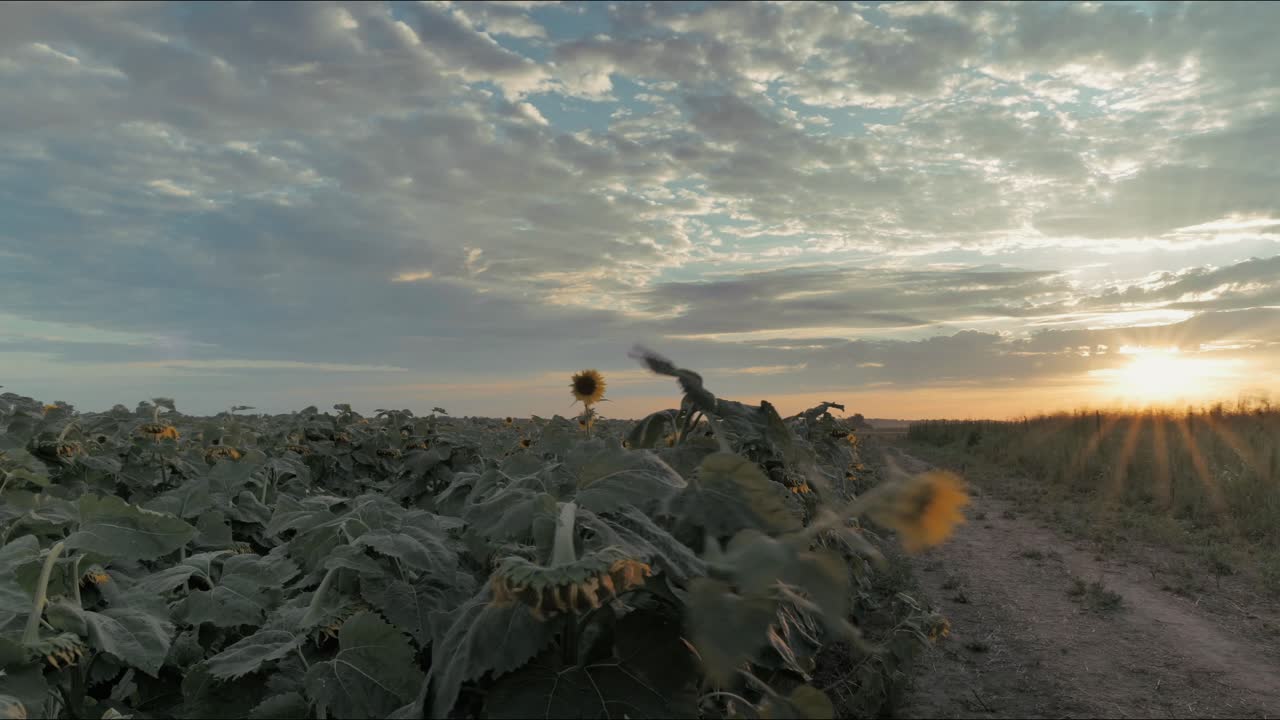 lapso de tiempo de la puesta de sol sobre el campo de girasol