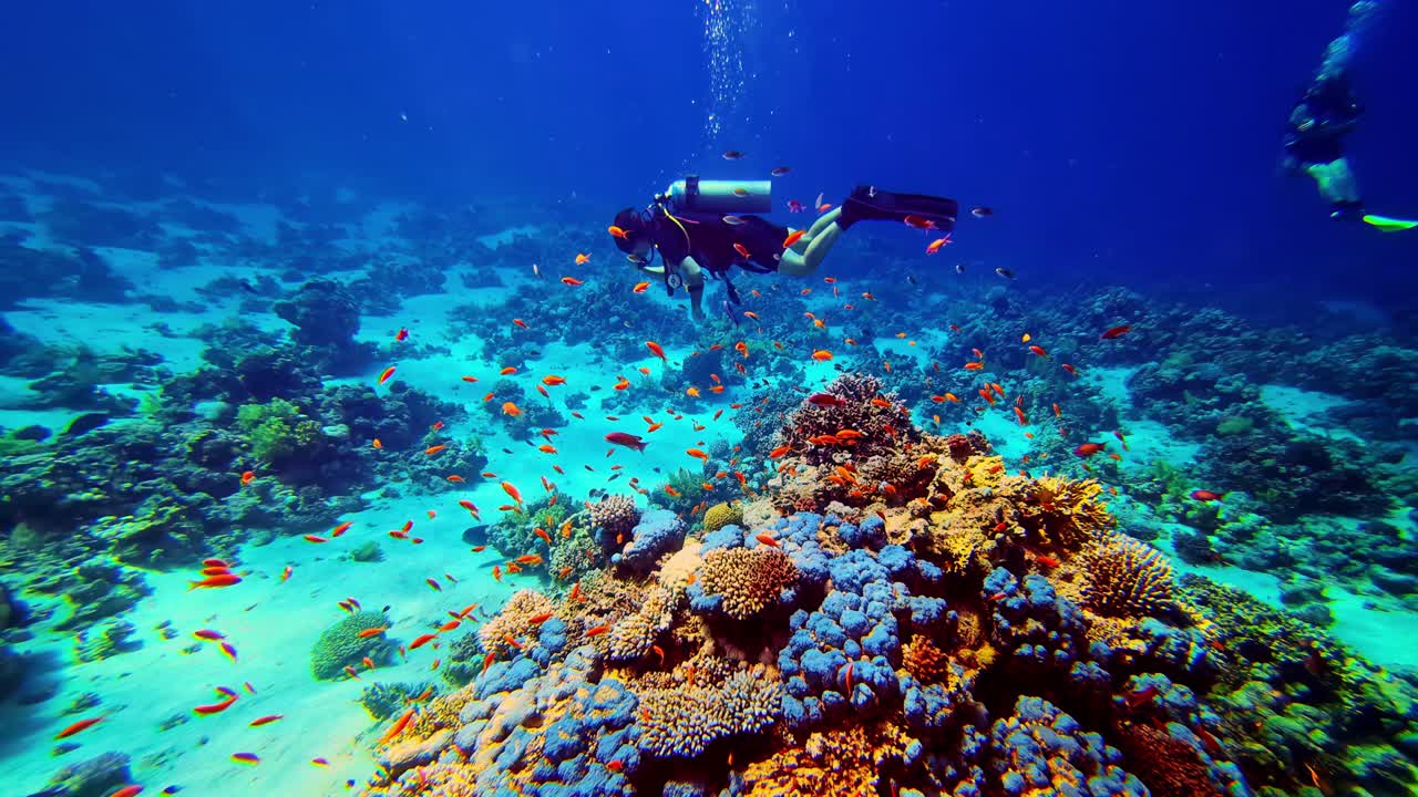 Scuba diving Red Sea vibrant coral reef environment wearing full gear underwater marine life