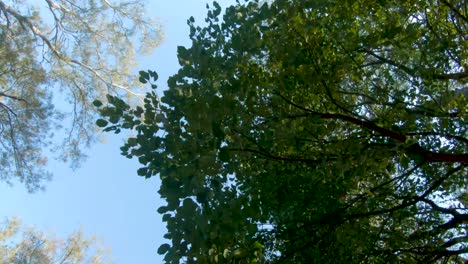 smooth tracking shot, with an upwards point of view, of overhanging gum trees in outback queensland, australia, with a clear blue sky above