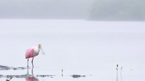 roseate spoonbill taking off and flying on foggy lake shore during overcast morning