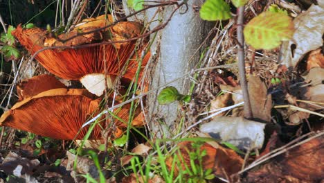 hongos en el bosque al atardecer