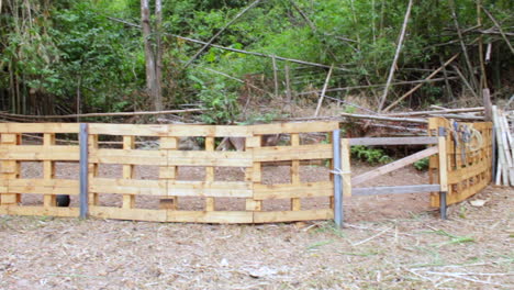 burros juegan duro en el rancho del valle