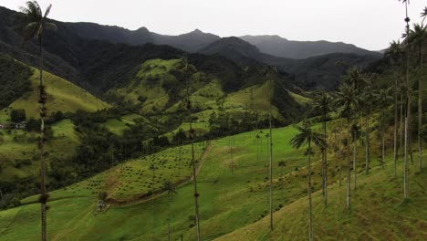 tiro de drone de palmeras en el valle de cocora