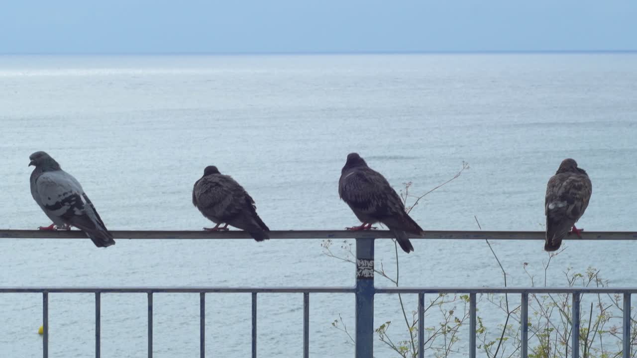 난간에 앉아 바다를 바라보는 비둘기 무리