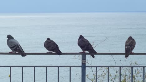 Eine-Gruppe-Von-Tauben,-Die-Auf-Einem-Geländer-Sitzen-Und-Das-Meer-Betrachten