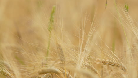 Macro-shot-of-moving-barley-grains-on-farm-field-in-nature---agricultural-nature-shot