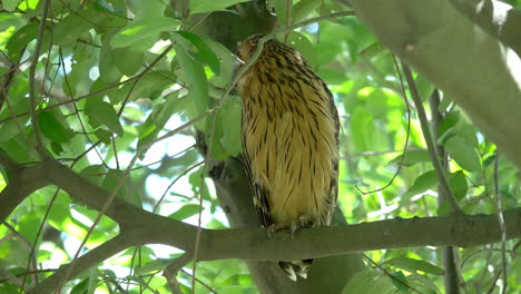 Búho-Pez-Leucocitario-Posado-En-Un-árbol-En-El-Parque-De-Humedales-De-Hampstead,-Singapur