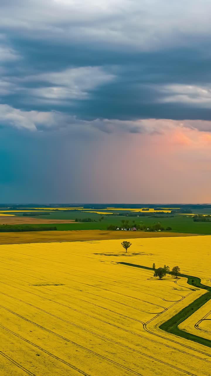 Dramatic storm clouds on sunset over yellow canola field in aerial timelapse, vertical