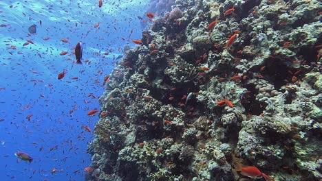 coral wall in the red sea with many reef fishes and blue ocean in background