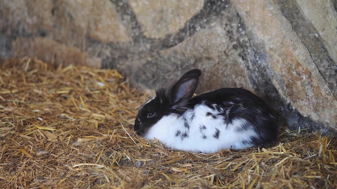Coniglio maculato bianco e nero che riposa sul fieno