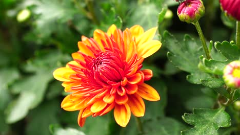 flores amarillas y rojas en cámara lenta