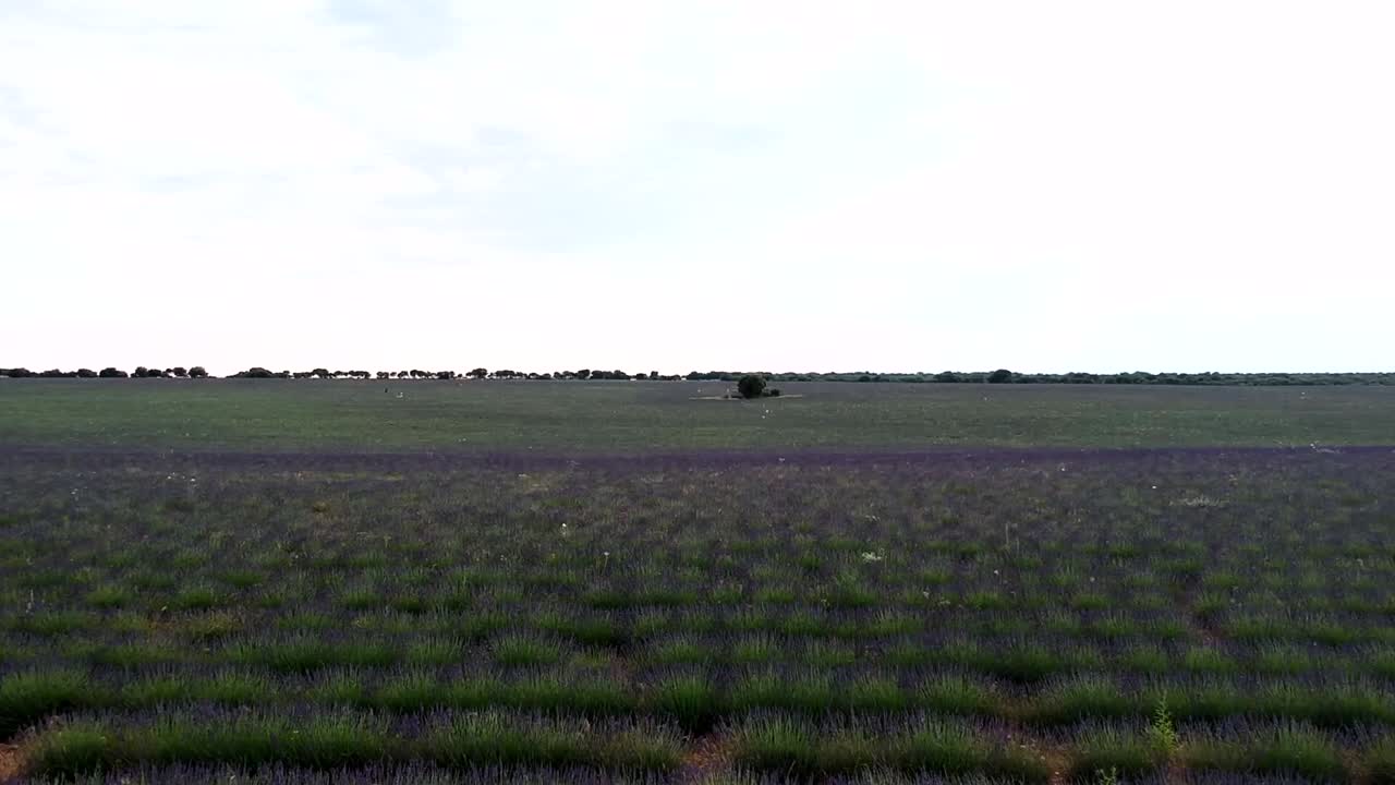 volando sobre filas interminables de lavanda púrpura