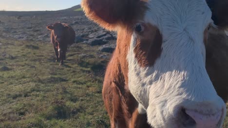 stonewall of irish famine speed ramp rise to front face of cow with backlit hair