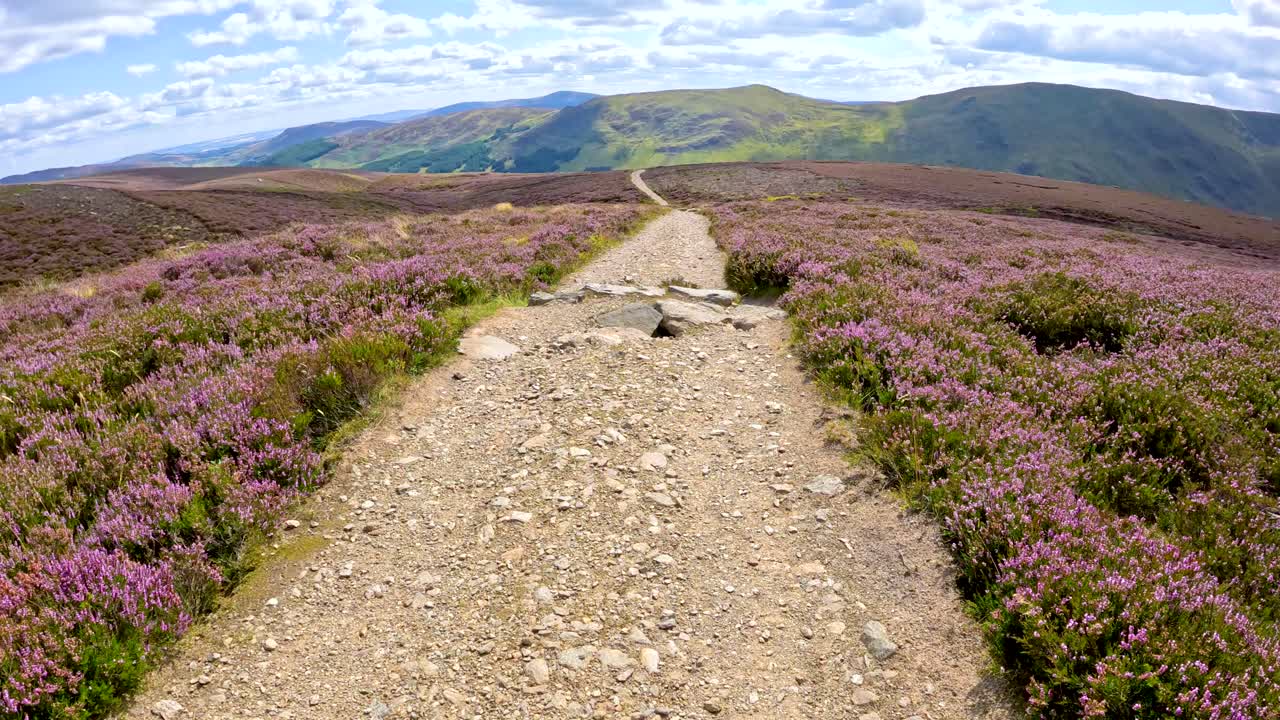 A steady forward camera movement follows a rocky trail through blooming heather on a bright day in Glen Clova, revealing rolling Scottish hills