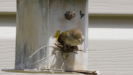 Swainsons-Warbler-Verlässt-Ein-Altes-Vogelhaus.-Zeitlupe