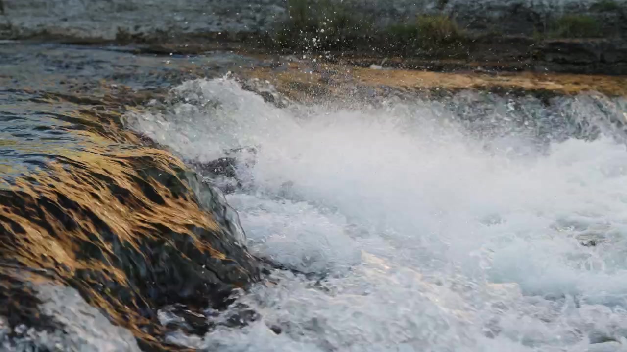 Un salmone determinato salta attraverso l'acqua aerata di uno sbarramento fluviale durante la risalita autunnale.