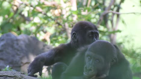 two monkeys playing with each other, baby gorilla, warm and sunny day, nature and jungle, red 4k