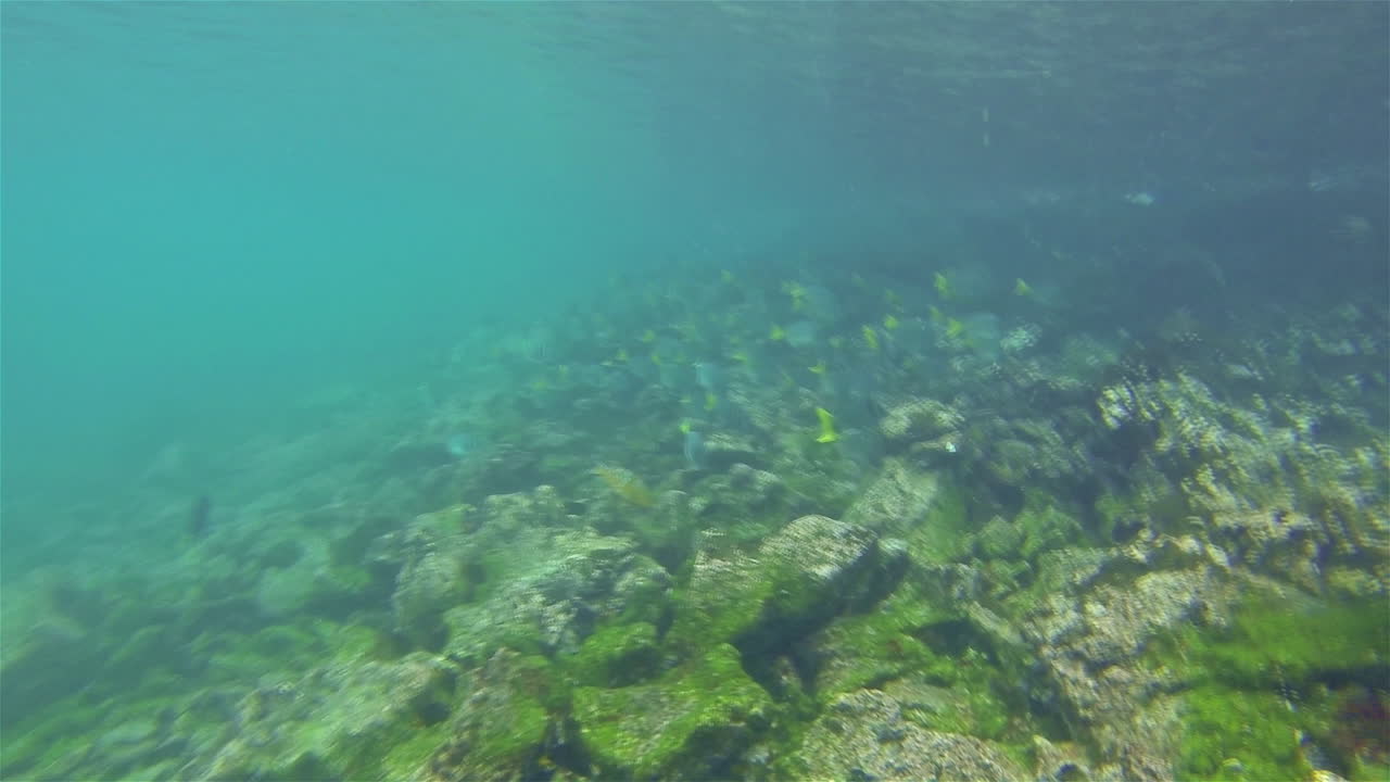 escuela de pez cirujano navaja frente a la isla de santiago en el parque nacional galápagos ecuador