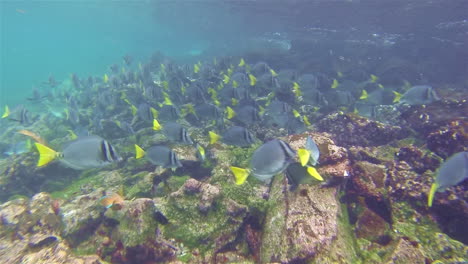 school of razor surgeonfish off santiago island in galapagos national park ecuador