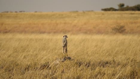 a meerkat or suricate standing on a dirt mound, scanning the grasslands for food