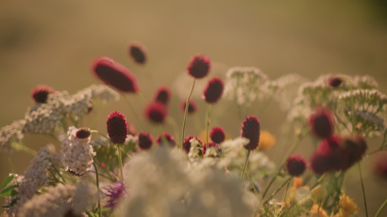 primer plano de flores silvestres vibrantes balanceándose suavemente en el viento con un fondo dorado borroso, mostrando diferentes tipos de flores con un enfoque suave, una representación perfecta de la tranquilidad de la naturaleza