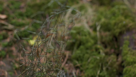 close up of chicken wire discarded as trash in countryside forest 1