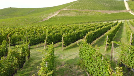 viticultura viñedos agricultura orgánica cultivo en langhe, piamonte italia