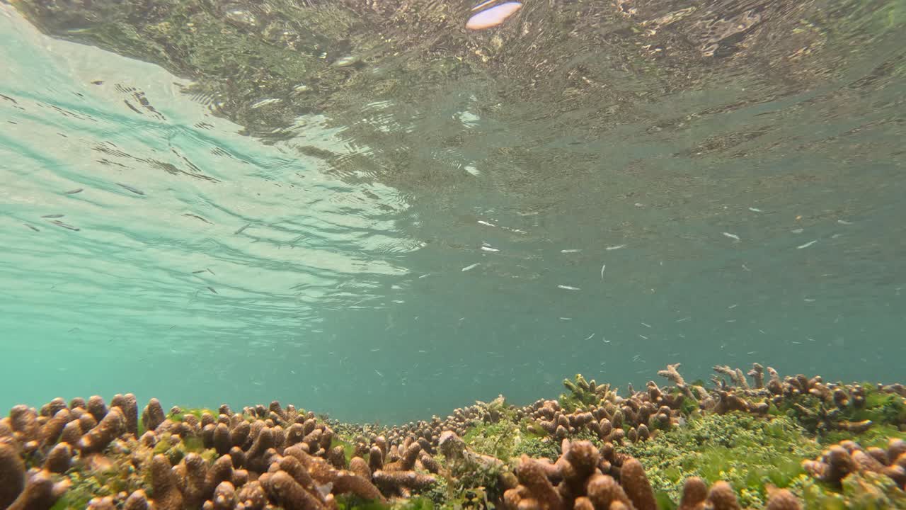 인도네시아의 코모도 국립 암초에 있는 산호초의 정적 낮은 각도 촬영