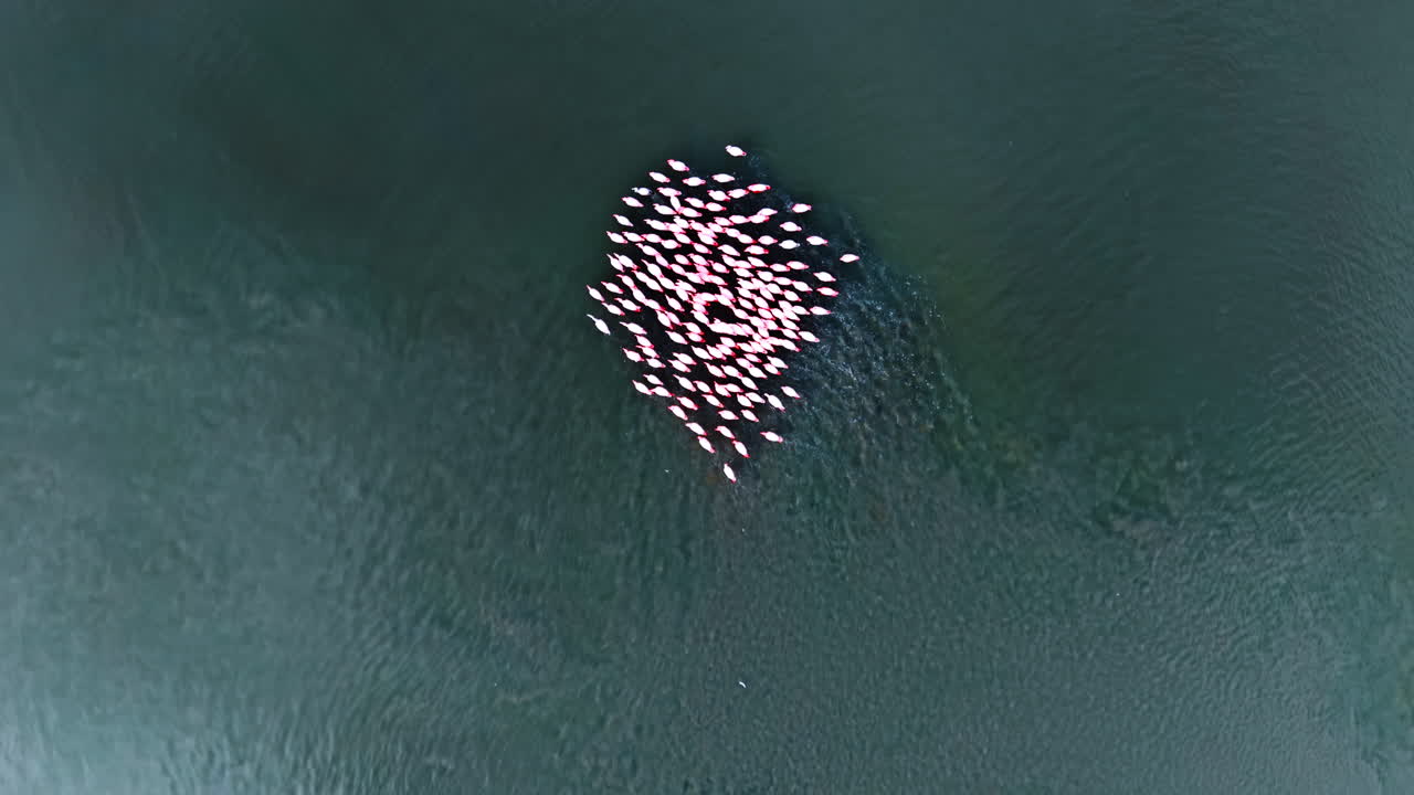 Flamingos gather in shallow water at a lake during daylight hours. Groups of flamingos swim and rest in shallow water at a lake on a sunny day