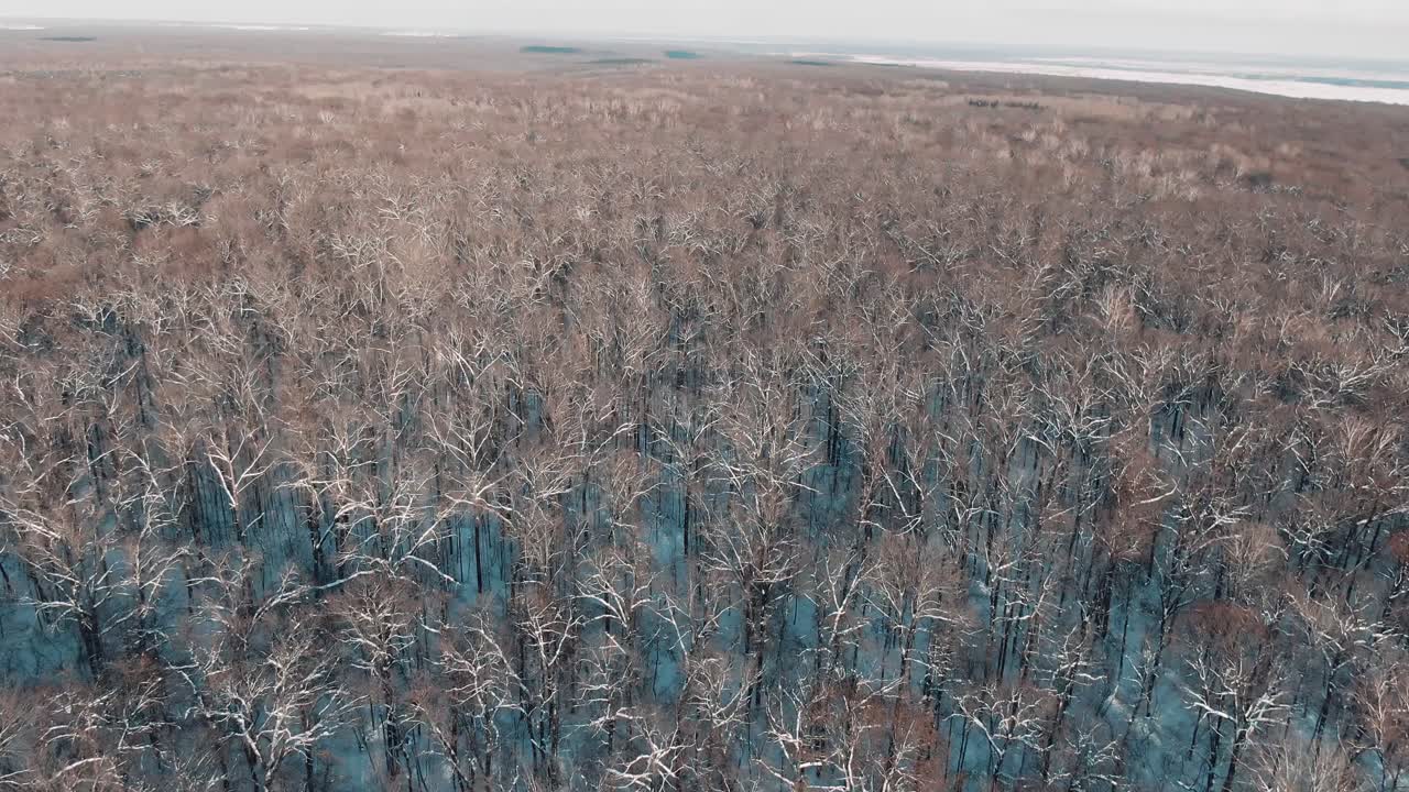 Winter Forest Aerial View