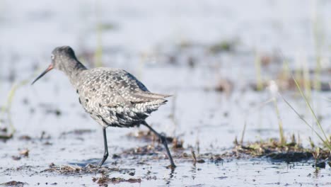 Closeup-of-spotted-redshank-feeding-in-shallow-puddle-during-spring-migration-in-wetlands