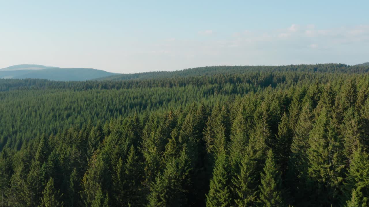 Flyfoto av vidstrakt grønn europeisk furuskog, temperert barskog.