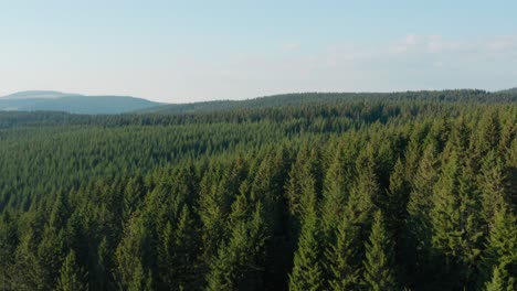 aerial shot of vast green european pine tree forest, temperate coniferous forest