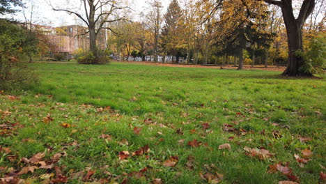 Herbst-In-Berlin,-Vorwärtsfahren-In-Einem-Park-Auf-Der-Wiese-59,94-Osmo-Djii-Pocket-4K-5-Sek