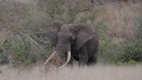 endangered african bush elephant walking in the wilderness with bushes