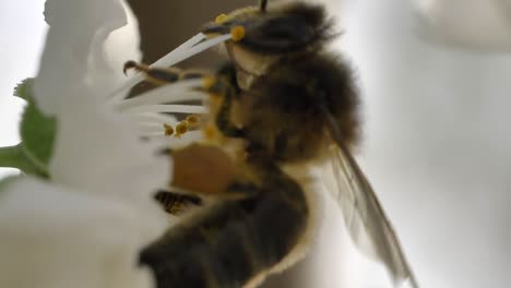 macro shot of bee pollinating white flower