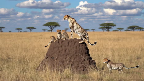 cheetah mother and cubs on a termite mound in the savanna