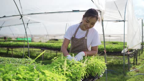 entrepreneur work in organic farm. vegetables farming in greenhouse. planting without soil. modern farming.
