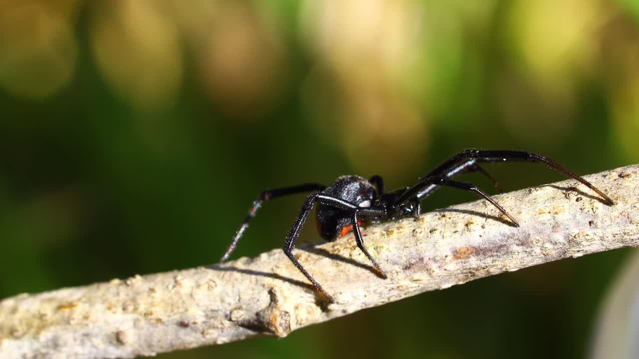 남쪽의 검은 과부 (latrodectus mactans) 의 정적 클로즈업 비디오