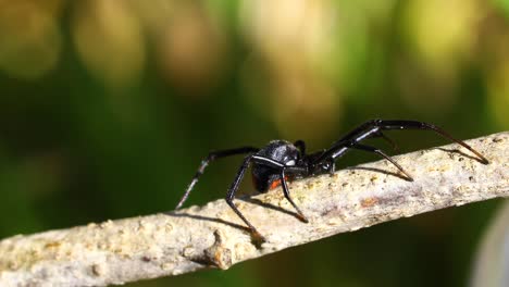 Vídeo-Estático-De-Primer-Plano-De-Una-Viuda-Negra-Del-Sur-Latrodectus-Mactans-En-Una-Rama