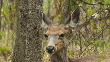 Rehe-Lauschen-Und-Beobachten-Im-Wald