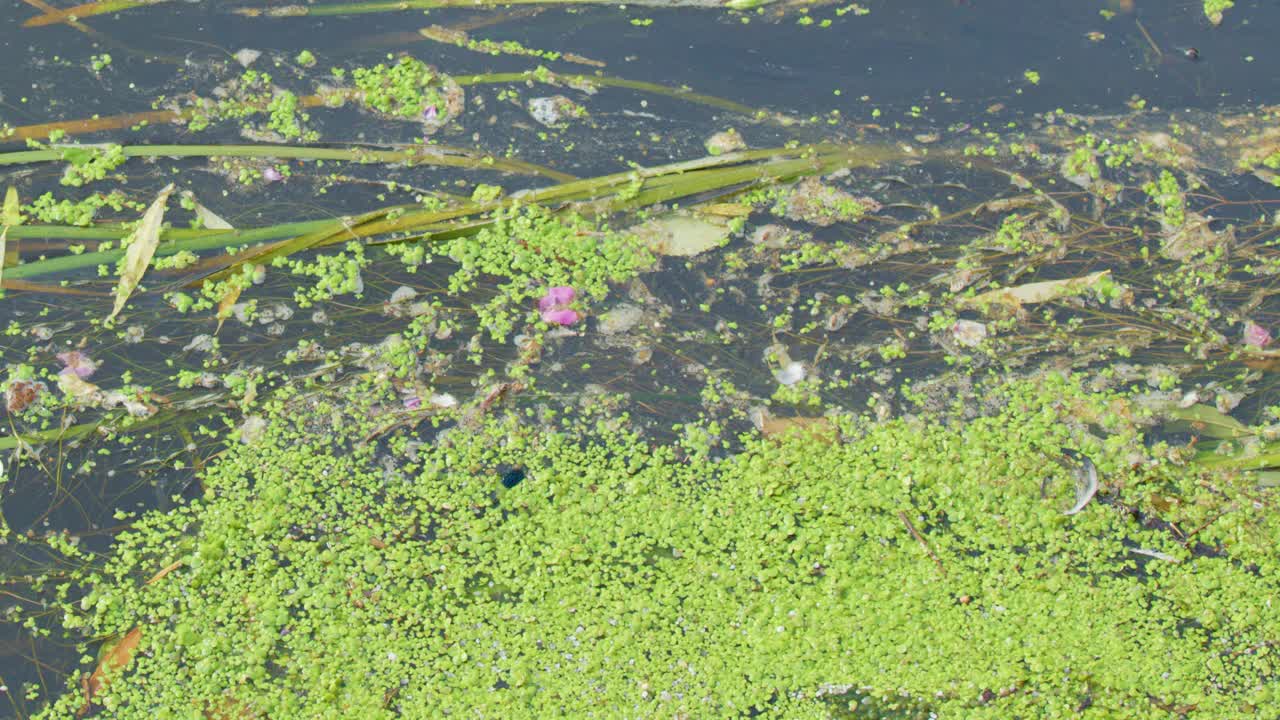 Green duckweed and algae drift across stagnant river water, sunlight highlights pollution and plant movement