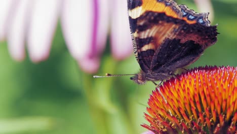 Extreme-close-up-macro-shot-of-orange-Small-tortoiseshell-butterfly-collecting-nectar-from-purple-coneflower-on-green-background